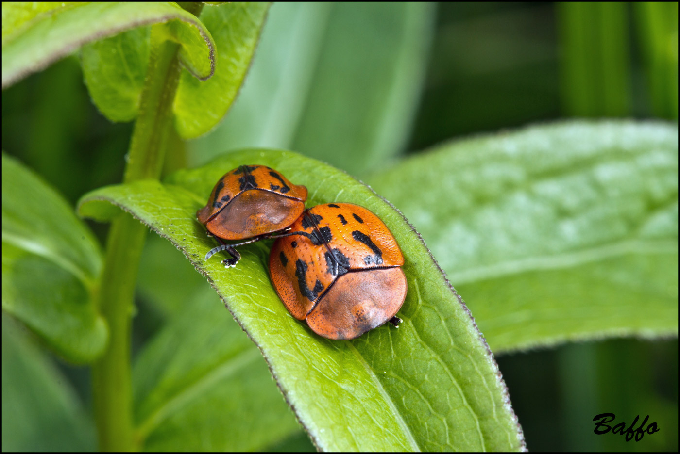 Chrysomelidae: Cassida murraea